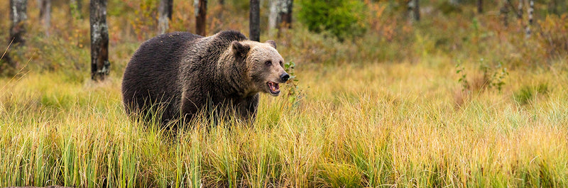 Traveling in bear country