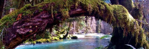 8 Reasons to Explore Olympic National Park